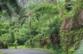 Driving into the rainforest at the Garden of Eden Arboretum in Haiku, Maui