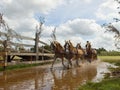 Driving team horses