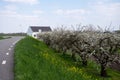 Spring white blossom of old plum prunus tree, orchard with fruit trees in Betuwe, Netherlands in april Royalty Free Stock Photo