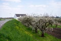 Spring white blossom of old plum prunus tree, orchard with fruit trees in Betuwe, Netherlands in april Royalty Free Stock Photo