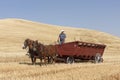Driving the wheat wagon. Royalty Free Stock Photo