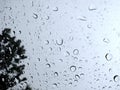 The drizzle wet the glass, a gust of wind blowing the trees until it quakes. Royalty Free Stock Photo