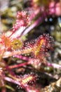 Drocera anglica flower close up. Sundew lives on swamps and it fishes insects sticky leaves. Life of plants and insects on bogs.