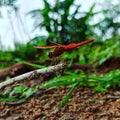 Drogan fly in odisha country image