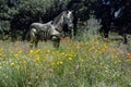 Droid horse alone in a fild of flowers