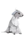 Droll Bedlington Terrier dog dressed in a frill and hat sitting in the studio Royalty Free Stock Photo