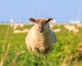 A droll ruminating sheep