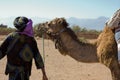 Dromadery camel