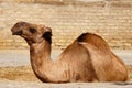 Dromedary camel in Khiva Uzbekistan