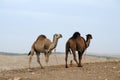 Dromedaries in barren landscape waiting for tourists