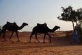 Dromedaries and camel driver. Erg Chebbi, Sahara, Morocco Royalty Free Stock Photo