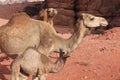 Dromedaries of the desert Wadi Rum