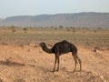 Dromedaries grazing in the Saharan desert