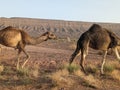 Dromedaries grazing in the Saharan desert