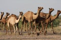 Dromedaries in India Royalty Free Stock Photo