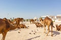 Dromedaries inside a corral in Souq Waquif, Doha, Qatar.