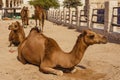 Dromedaries inside a corral in Souq Waquif, Doha, Qatar.