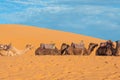 Dromedaries in line chilling in the sahara desert