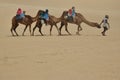 Dromedaries in Natal dune Royalty Free Stock Photo