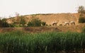 Dromedaries in the Nile riverside Royalty Free Stock Photo