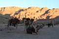 Dromedaries in Petra, Jordan