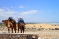 Dromedaries at Sidi Kaouki Beach near Essaouira, Morocco