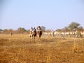 Dromedaries in Sudan, Africa