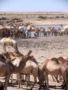 Dromedaries in Sudan, Africa Royalty Free Stock Photo