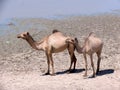 Dromedaries in Sudan, Africa