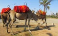 Dromedaries