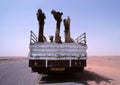 Dromedaries on a truck Royalty Free Stock Photo