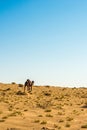 Dromedaries in Tunisia Royalty Free Stock Photo