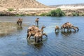 Dromedaries at Wadi Darbat, Taqah (Oman) Royalty Free Stock Photo