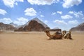 Dromedaries in Wadi Rum Desert, Jordan Royalty Free Stock Photo