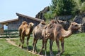 Dromedaries walking in a row