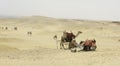 Dromedary