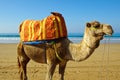 Dromedary Royalty Free Stock Photo