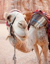 Dromedary