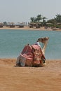 Dromedary