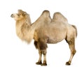 Dromedary Royalty Free Stock Photo