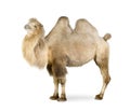 Dromedary