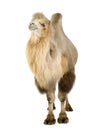 Dromedary Royalty Free Stock Photo