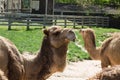 Dromedary - Arabian Camel