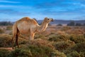 Dromedary or Arabian camel, Camelus dromedarius, even-toed ungulate with one hump on back. Camel in the long golden grass in Royalty Free Stock Photo