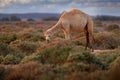 Dromedary or Arabian camel, Camelus dromedarius, even-toed ungulate with one hump on back. Camel in the long golden grass in Royalty Free Stock Photo