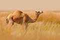 Dromedary or Arabian camel, Camelus dromedarius, even-toed ungulate with one hump on its back. Camel in the long golden grass in Royalty Free Stock Photo