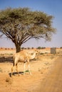 The dromedary, arabian camel Camelus dromedarius with legs bound walking, United Arab Emirates
