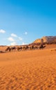 Arabian Camel caravan traveling in Wadi-Rum desert Royalty Free Stock Photo