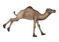 Dromedary or Arabian camel Royalty Free Stock Photo