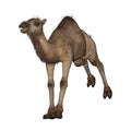 Dromedary or Arabian Camel Royalty Free Stock Photo